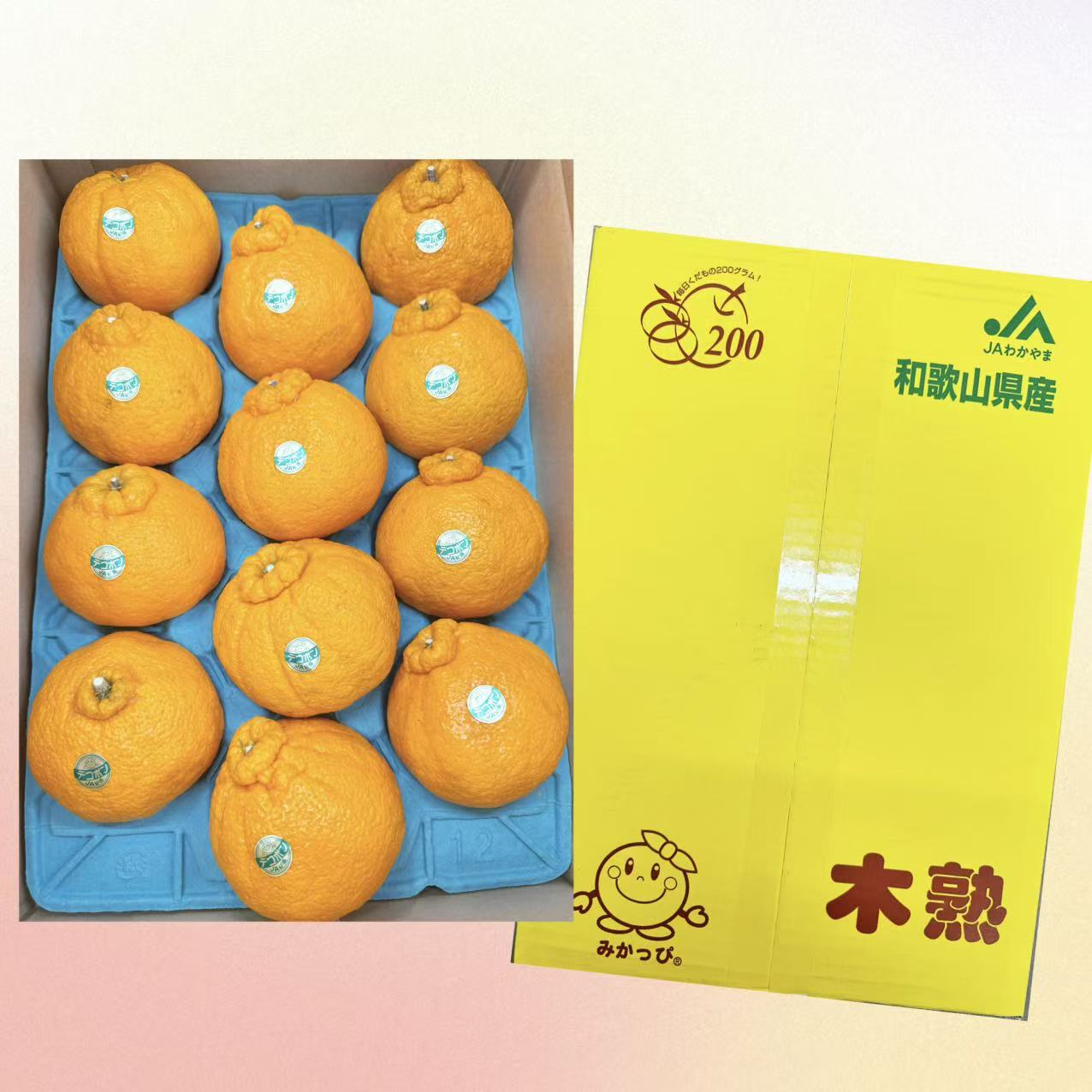 纪南デコポン12玉入/1箱