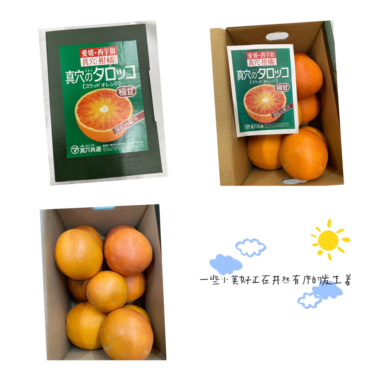 爱媛西宇和真穴のタロッコ血橙1盒