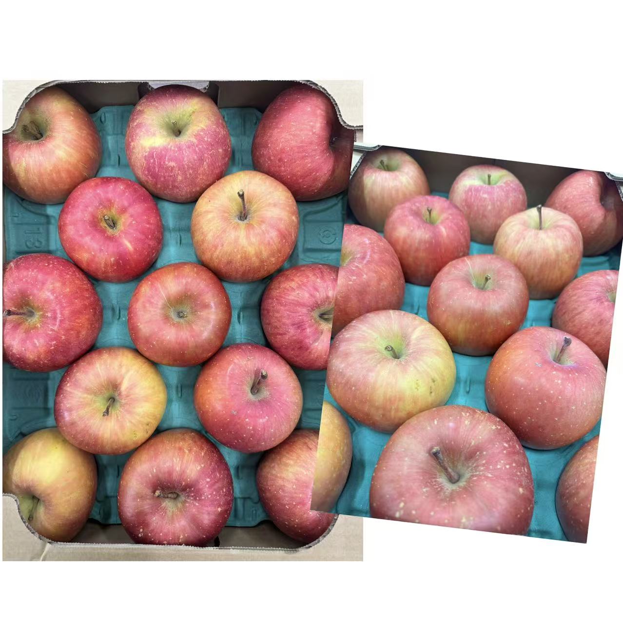 秋田大苹果/13玉入