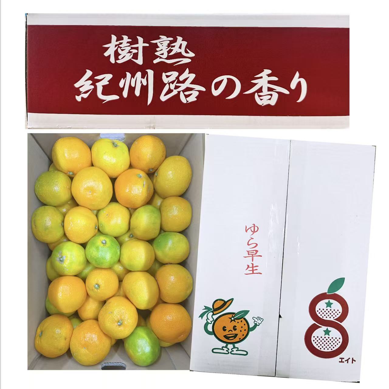 和歌山有田早生橘子